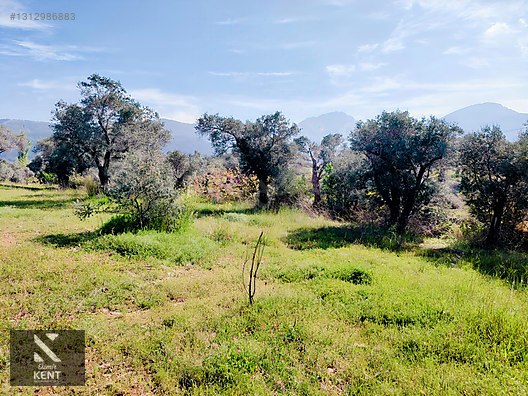 Kemalpaşa Dereköy'de Satılık 4850 m2 Bahçe - İZMİR KEMALPAŞA fotoğraf 47