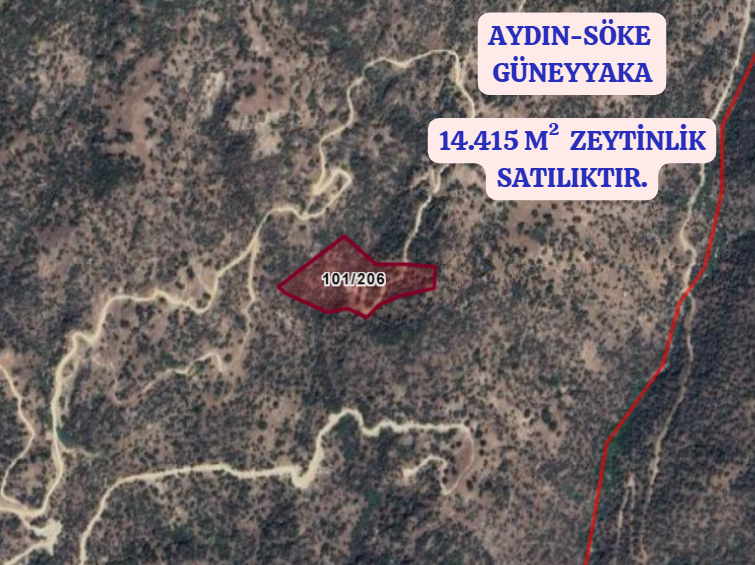 AYDIN SÖKE GÜNEYYAKA  KÖYÜNDE  14.415  M²  ZEYTİNLİK  SATILIKTIR - AYDIN SÖKE fotoğraf 2