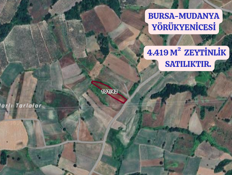BURSA MUDANYA YÖRÜKYENİCESİ  KÖYÜNDE 4.419 M² ZEYTİNLİK SATILIKTIR. - BURSA MUDANYA fotoğraf 2