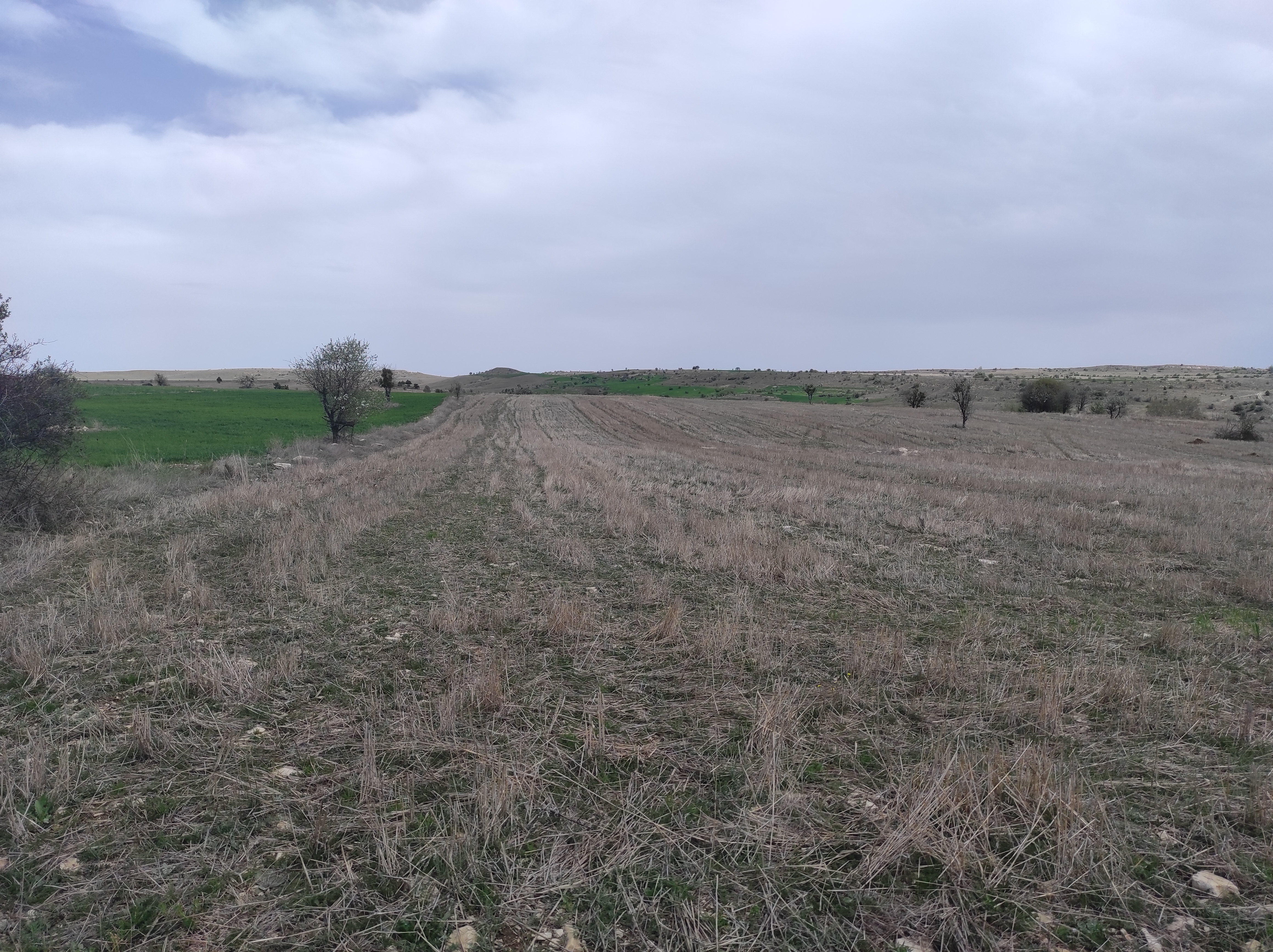 KÜTAHYA MERKEZ KÜKÜRT   KÖYÜNDE 3.353  M²  TARLA  SATILIKTIR - KÜTAHYA MERKEZ fotoğraf 6