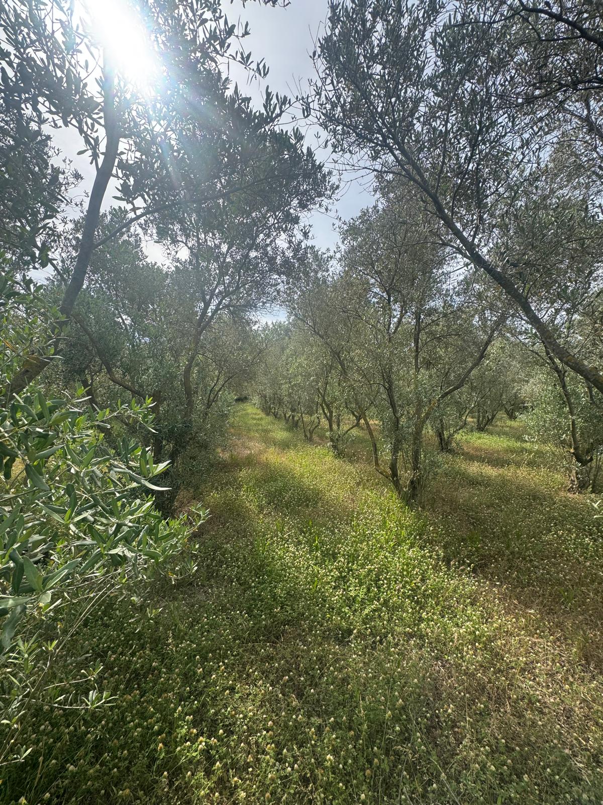 Zeytin ve meyve bahçesi 1+1 prefabrik daire - MUĞLA SEYDİKEMER fotoğraf 21