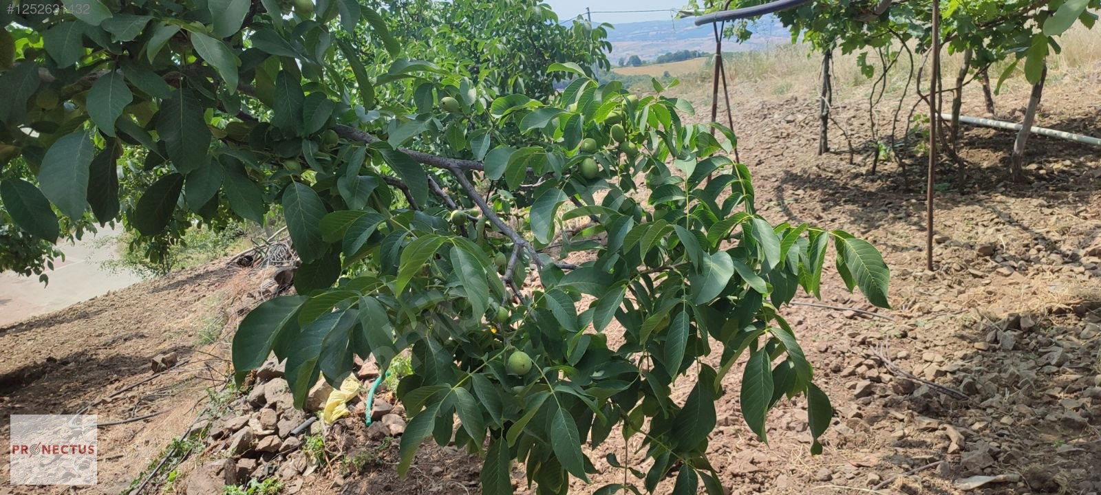 FULACIK MAHALLESİ'NDE KÖY İÇERİSİNDE 6229 M2 SATILIK ARSA - KOCAELİ KARAMÜRSEL fotoğraf 10