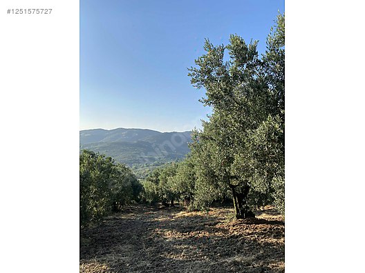 BURSA MUDANYA DEREKÖY KÖYÜNDE 3.673 M² ZETİNLİK SATILIKTIR. - BURSA MUDANYA fotoğraf 8