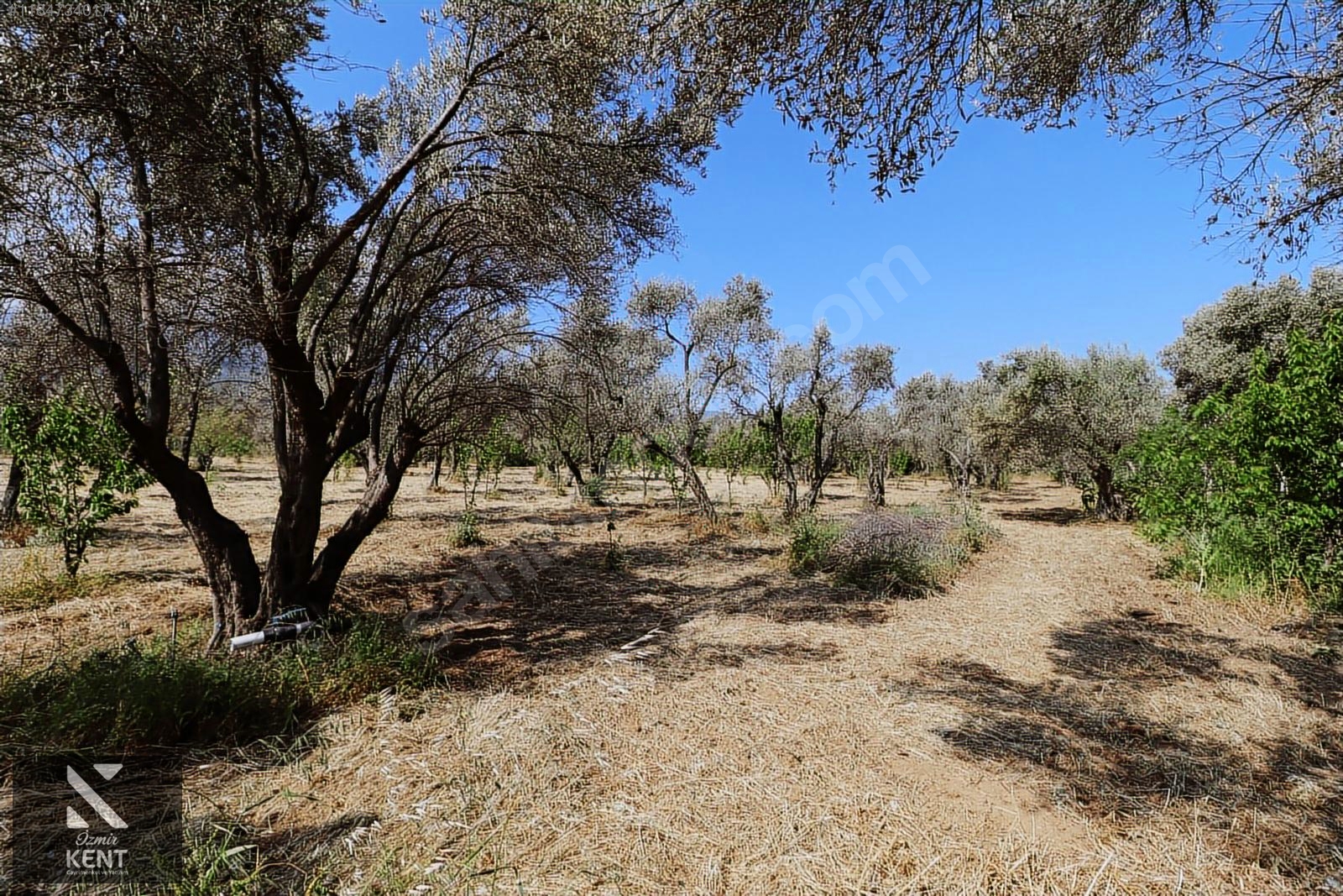 Kemalpaşa Sekiz Eylül Satılık 4.746 m2 Bahçe - İZMİR KEMALPAŞA fotoğraf 12