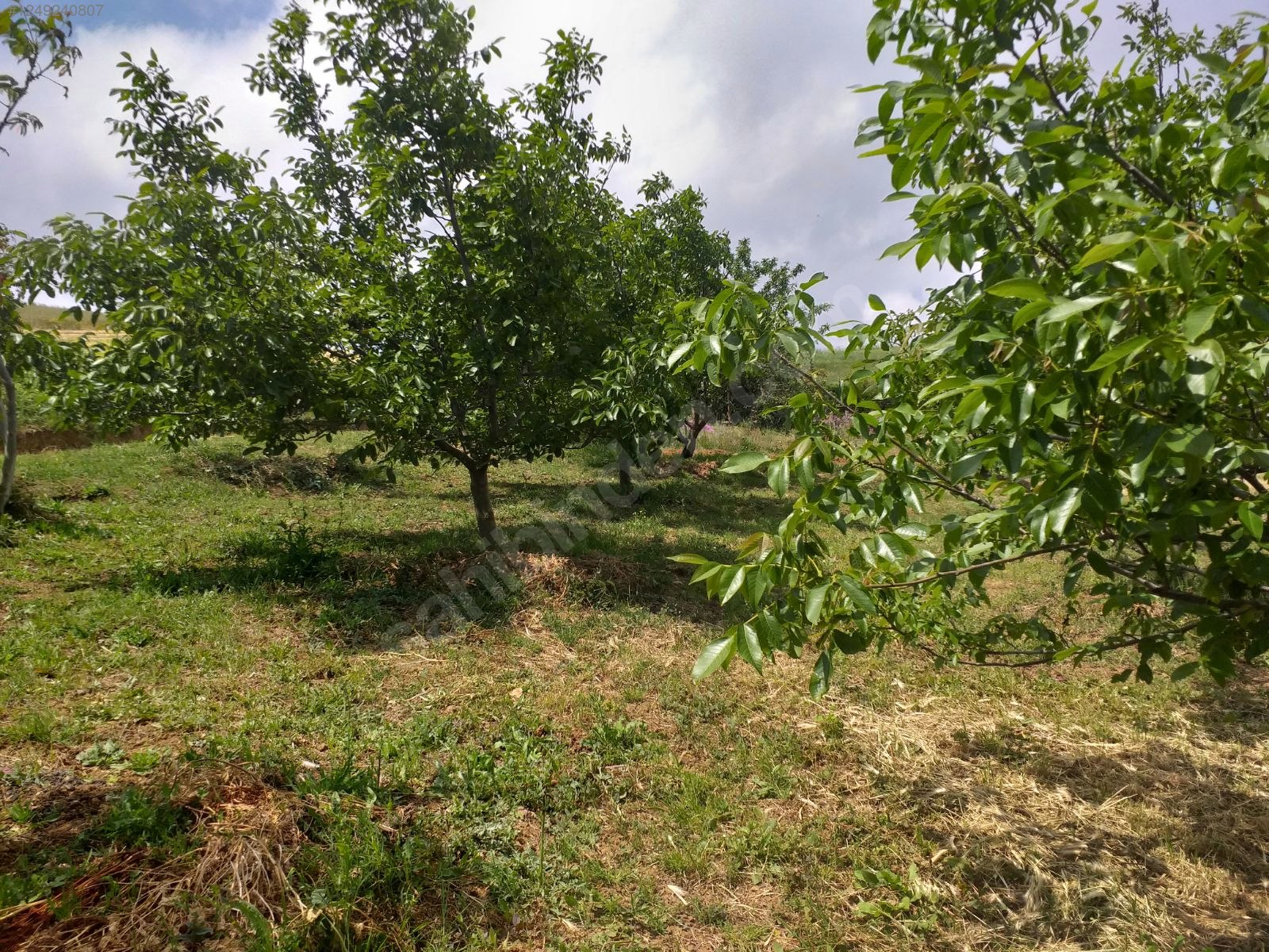 BURSA KARACABEY KARAKOCA KÖYÜNDE 2.000  M² TARLA SATILIKTIR - BURSA KARACABEY fotoğraf 17