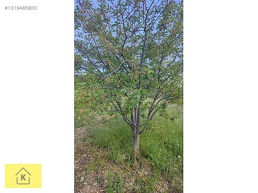 KÜTAHYA ŞAPHANE SUBAŞI'NDA SATILIK 2249m² BAHÇE - KÜTAHYA ŞAPHANE fotoğraf 2