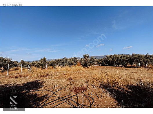 Kemalpaşa Sekiz Eylül Merkeze Yakın Satılık 3440 m2 Zeytinlik - İZMİR KEMALPAŞA fotoğraf 44
