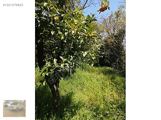 TEK TAPU SU KENARI PORTAKAL BAHÇESİ - ANTALYA AKSU fotoğraf 4