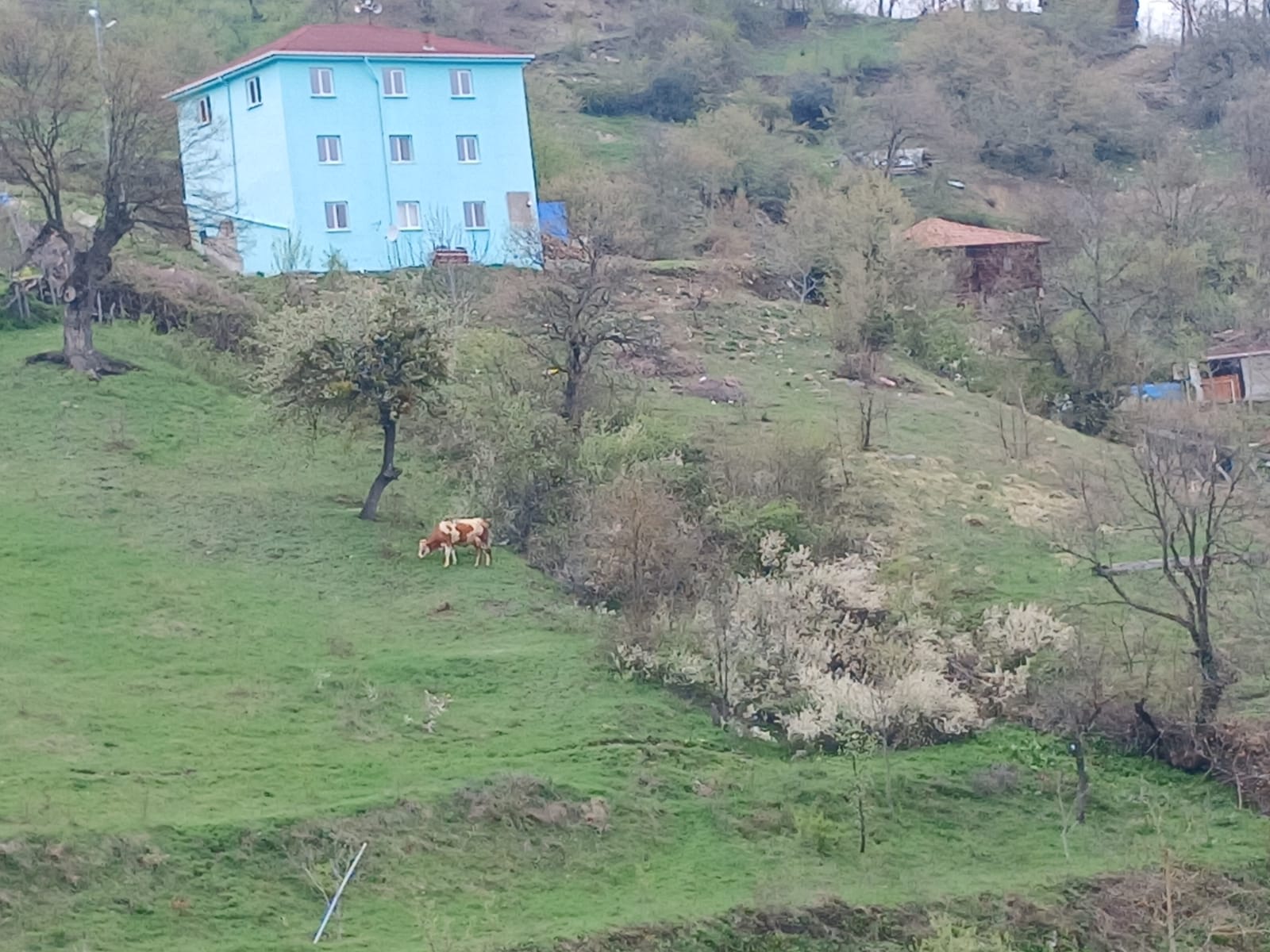 SİNOP DİKMEN ÇUKURCAALAN KÖYÜNDE 2.915M² TARLA SATILIK - SİNOP DİKMEN fotoğraf 31