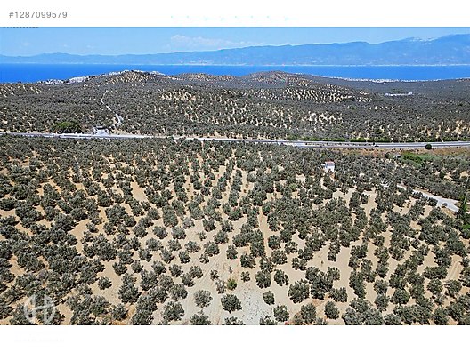 HAS EMLAK tan EGE nin İNCİSİ PELİTKÖY DE ZEYTİNLİK - BALIKESİR BURHANİYE fotoğraf 13