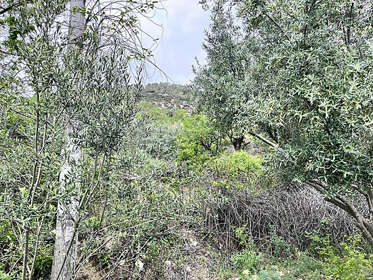   Karaman / Ermenek / Yalındal Köyü 809M² BAHÇE SATILIKTIR.  - KARAMAN ERMENEK fotoğraf 7