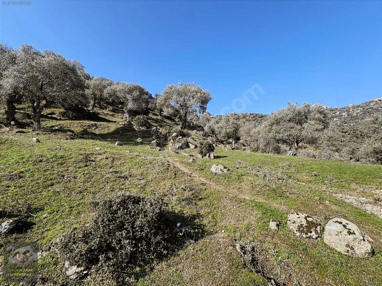 AYDIN KARPUZLU MERKEZ'DE 21.050 M2 ANA YOLA CEPHE ZEYTİNLİK - AYDIN KARPUZLU fotoğraf 18