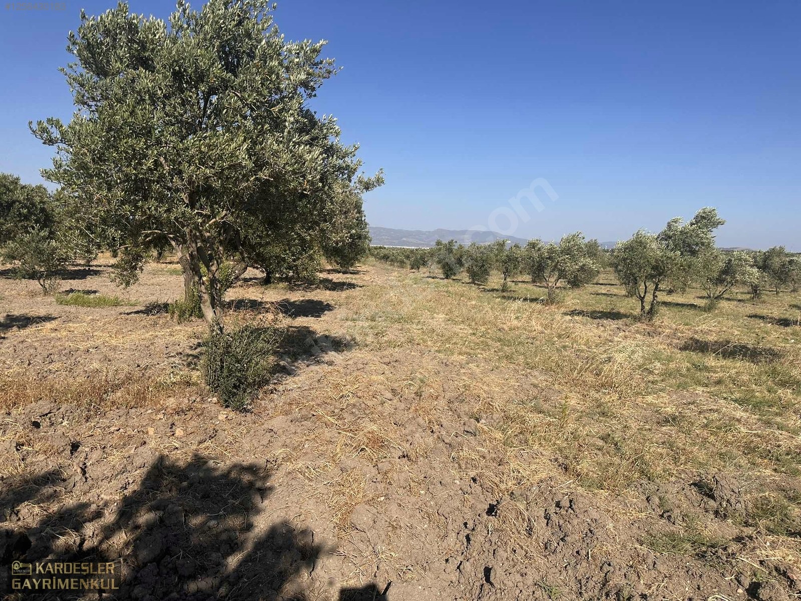 BALLICA DA SATILIK KÖYE 800 METRE MESAFEDEDİR TRILYE BAHÇESİ - MANİSA AKHİSAR fotoğraf 12