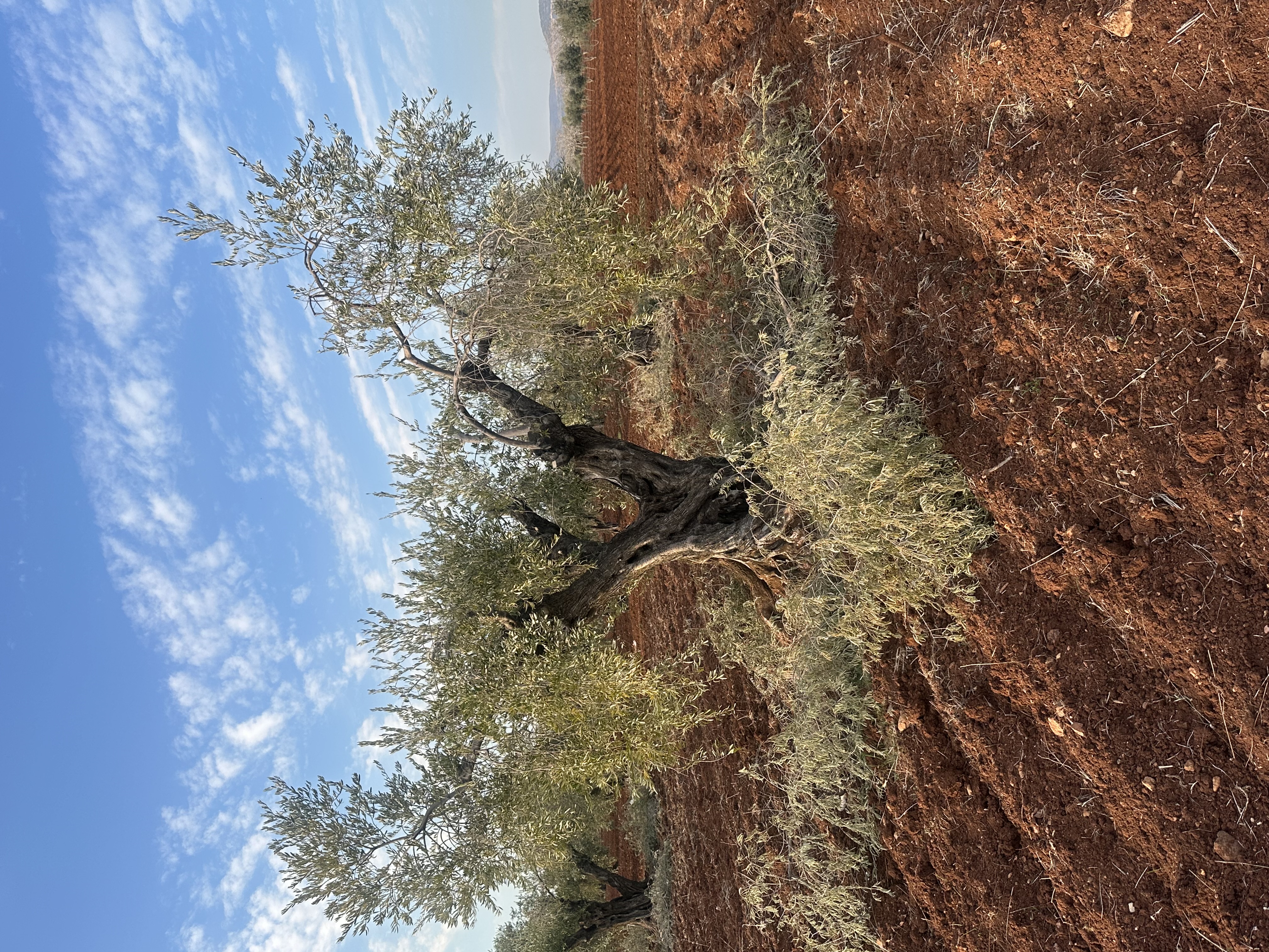 SATILIK ZEYTİNLİK  - KİLİS MERKEZ fotoğraf 8