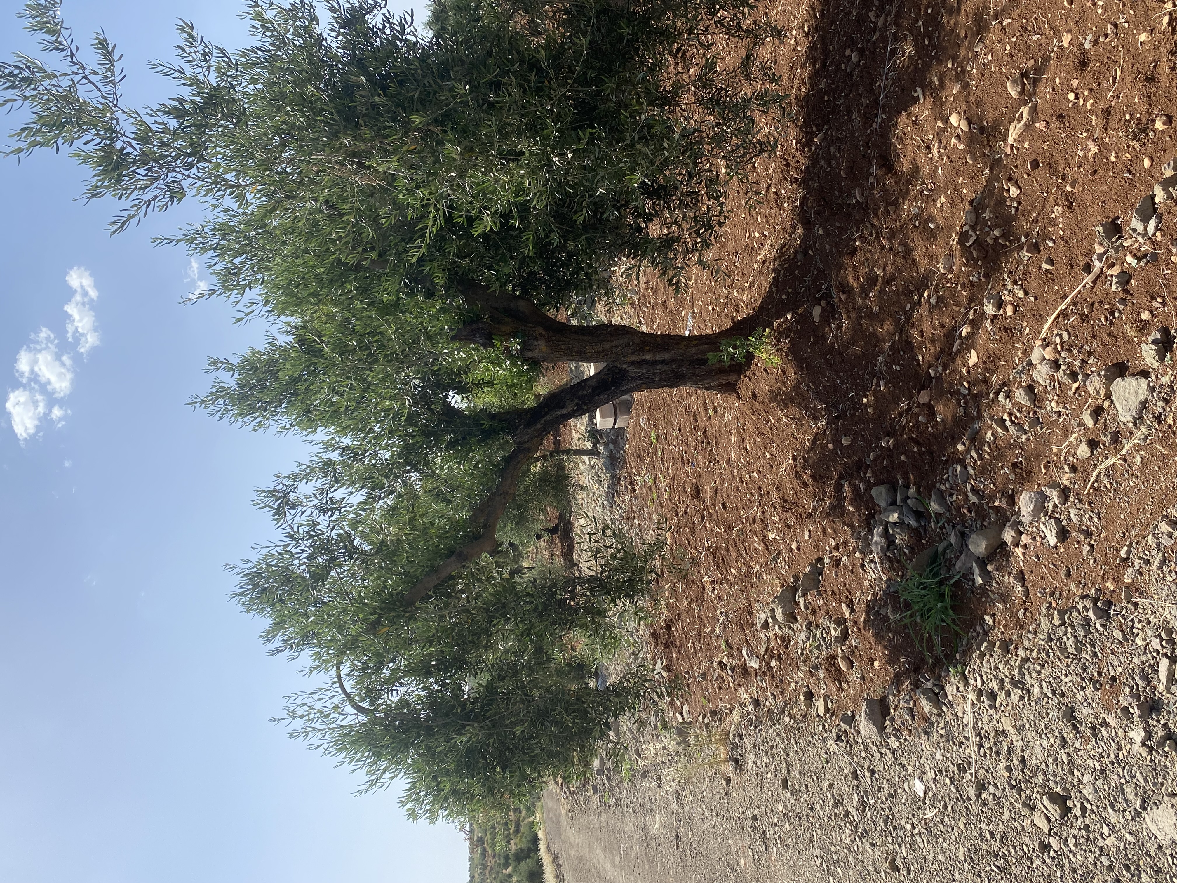 SATILIK 150 AĞAÇ ZEYTİNLİK  - KİLİS MERKEZ fotoğraf 21