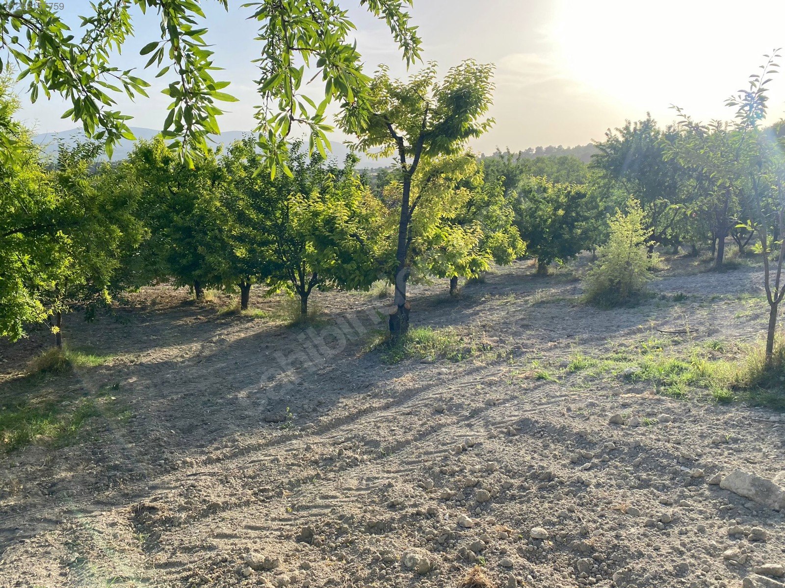 BURSA KELEŞ BELENÖREN'DE 11.691  M² BAHÇE SATILIKTIR - BURSA KELES fotoğraf 14