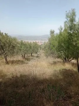 Yeliz'den Soma Merkeze 1 Km Mesafede Zeytinlik - MANİSA SOMA fotoğraf 2