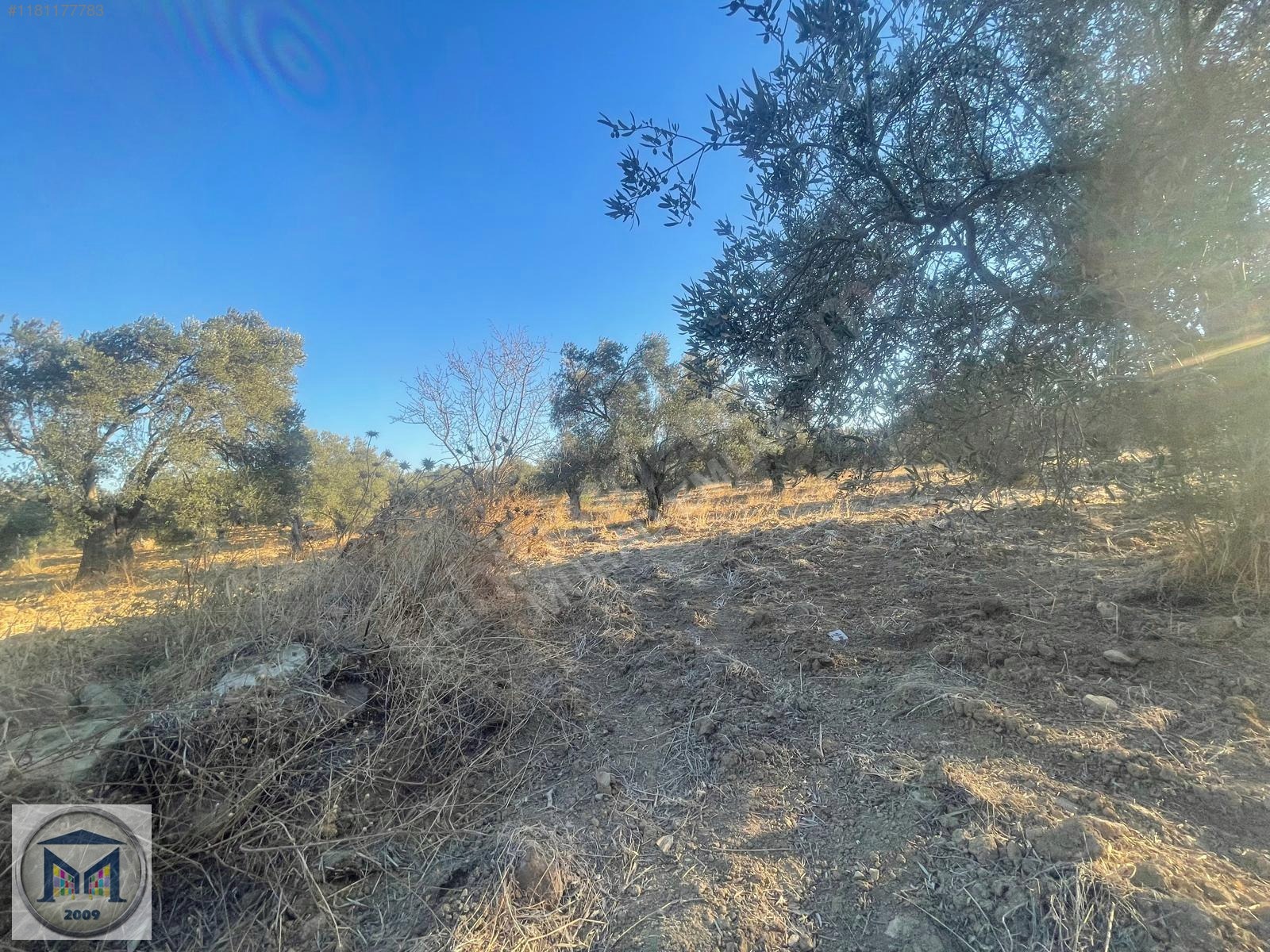 PELİTKÖY SAHİLDE İMARA 650 METRE SATILIK 6.500M2 ZEYTİNLİK - BALIKESİR BURHANİYE fotoğraf 15