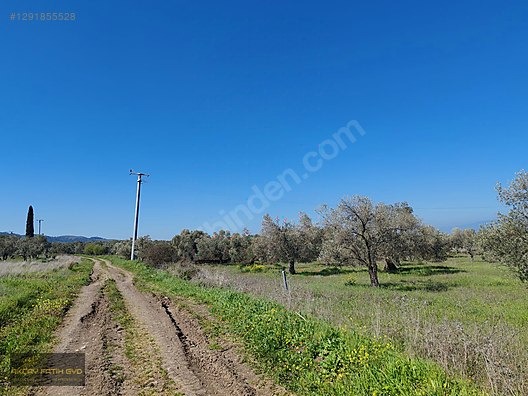 HAVRAN MESCİT MAHALLESİ OTOYOLA YAKIN 10 DÖNÜM SATIILIK ZEYTİNLİ - BALIKESİR HAVRAN fotoğraf 23
