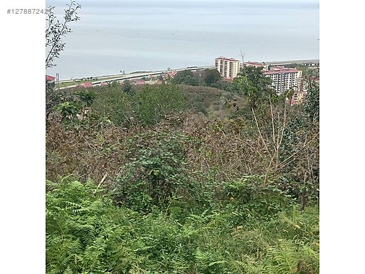 TİREBOLU KÖRLİMAN MAHALLESİNDE DENİZ MANZARALI SATILIK BAHÇE - GİRESUN TİREBOLU fotoğraf 7