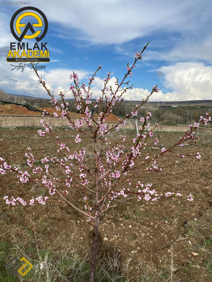 DİVANLI SATILIK BAĞ EVİ VE ARSASI - YOZGAT MERKEZ fotoğraf 11