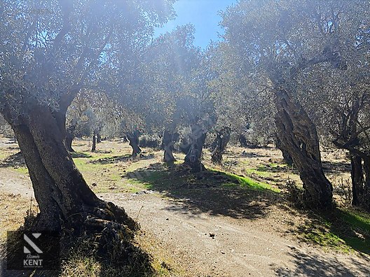 Bayındır Yusuflu Satılık 6050 m2 Zeytinlik Tek Tapu - İZMİR BAYINDIR fotoğraf 33
