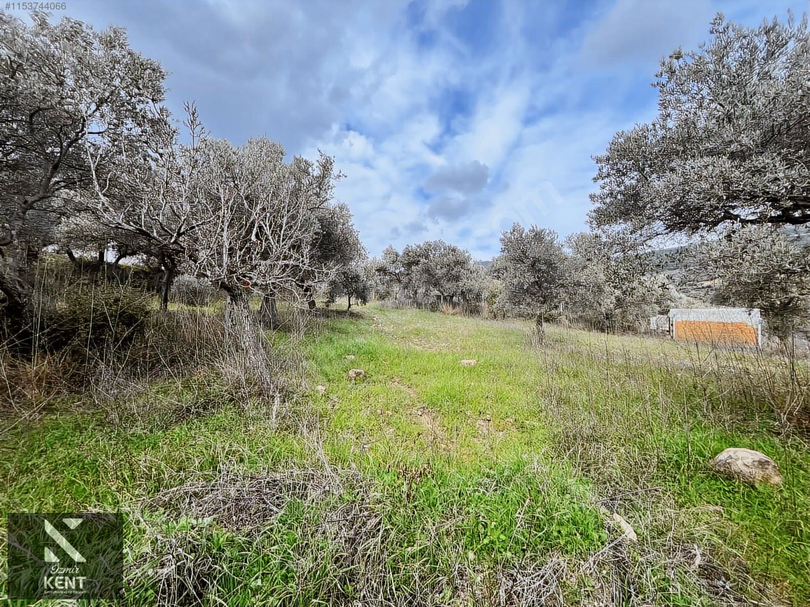 Kemalpaşa Gökyaka Satılık 2700 m2 Bahçe - İZMİR KEMALPAŞA fotoğraf 11