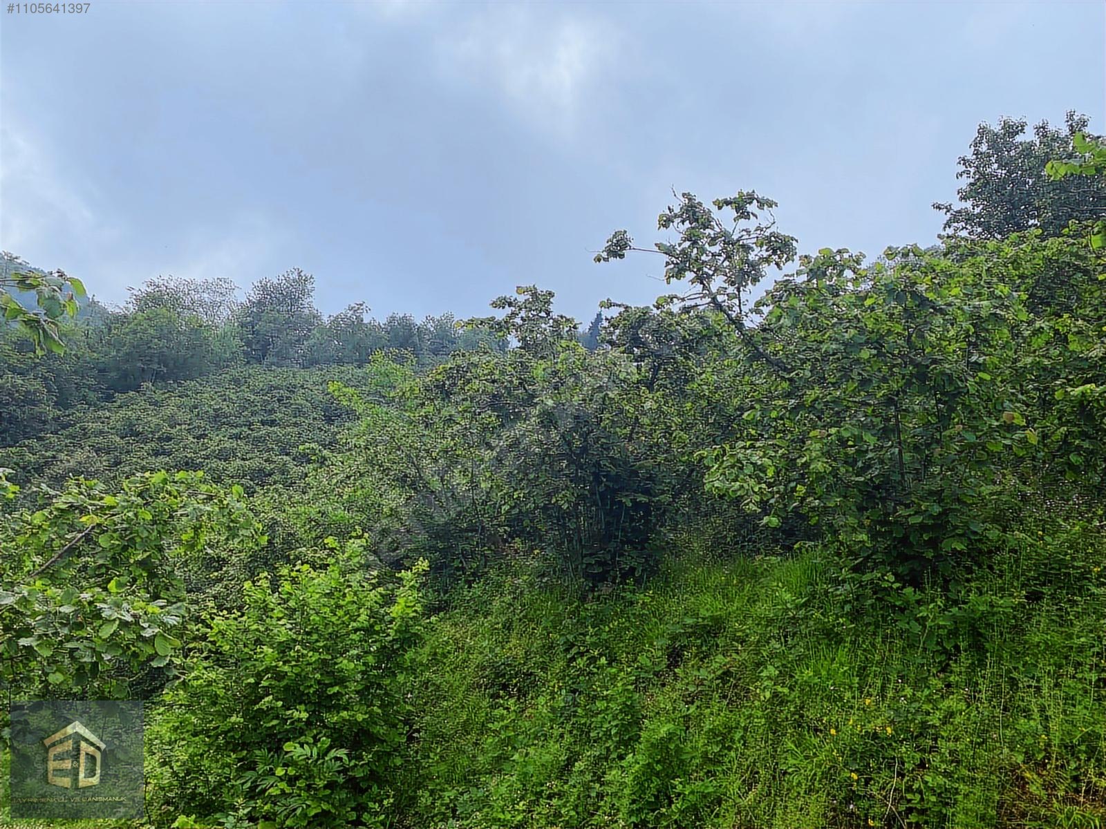 TRABZON MAĞMAT BOĞAZINDA SATILIK 6.230M² MUHTEŞEM BİR ARSA - TRABZON ORTAHİSAR fotoğraf 18