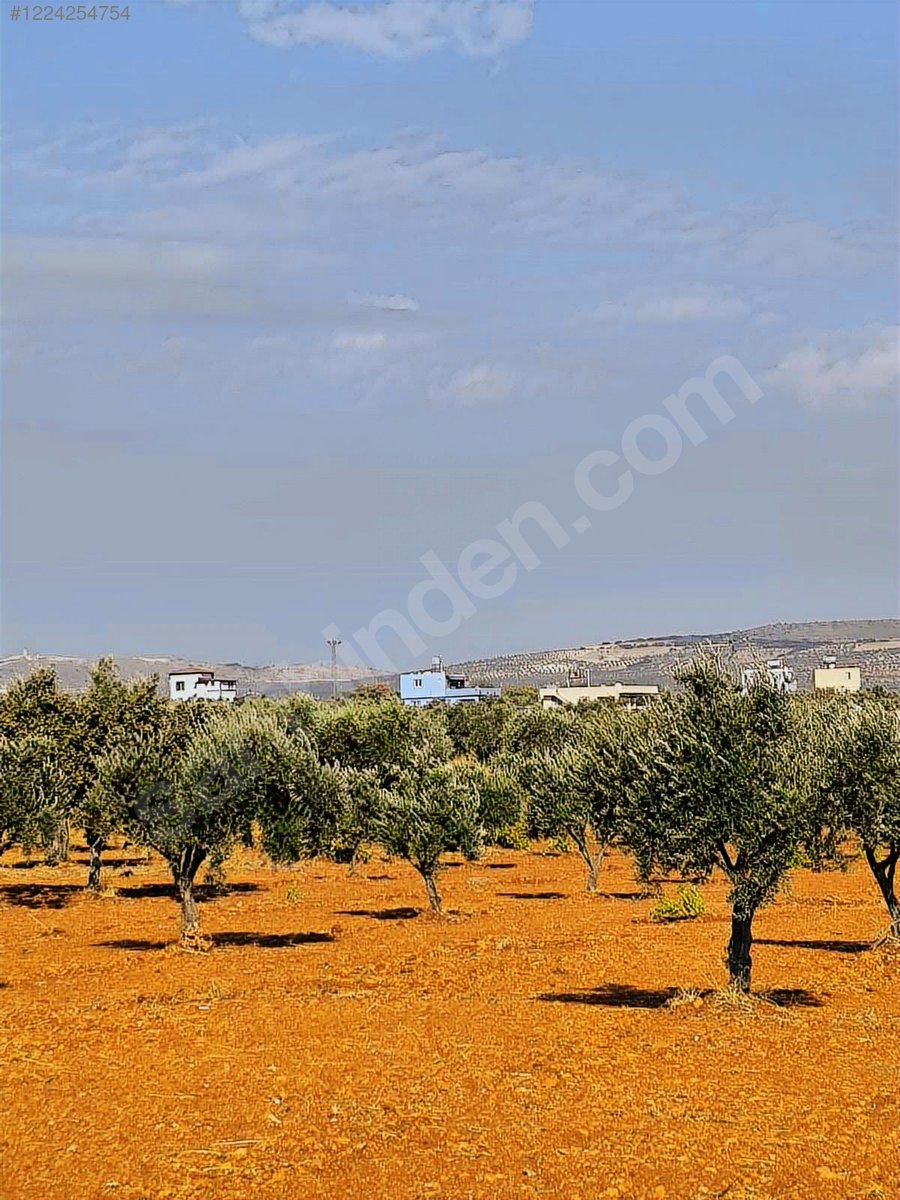 SAMET GAYRİMENKULDEN SATLIK 120 AĞAÇ. zeytin 30 35 AĞAÇ FISTIK - KİLİS MERKEZ fotoğraf 3
