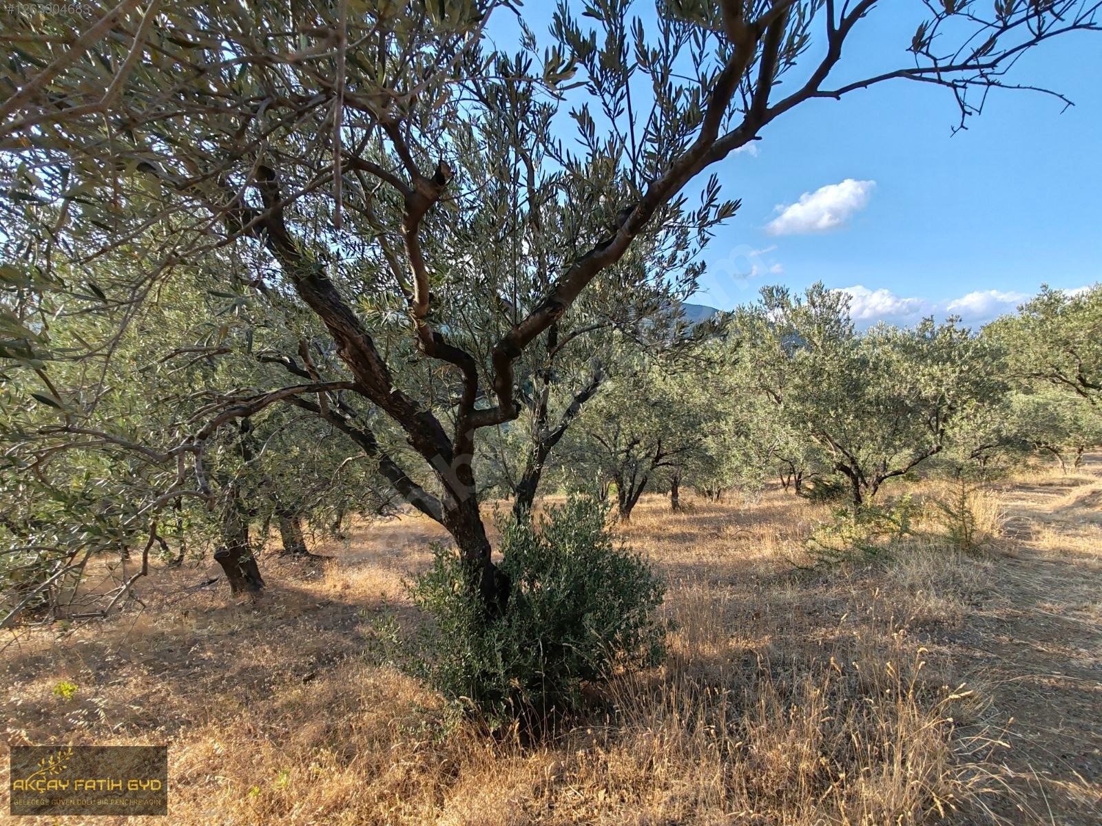 Zeytinli de 8.5 Dönüm SATILIK Zeytinlik - BALIKESİR EDREMİT fotoğraf 16