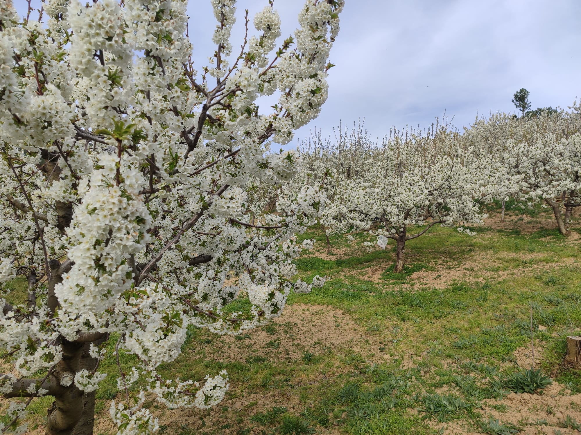 KÜTAHYA ŞAPHANE PAZAR  KÖYÜNDE   4.102 M²  BAHÇE  SATILIKTIR - KÜTAHYA ŞAPHANE fotoğraf 19