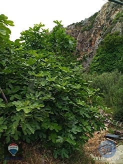 GÜLLÜBAHÇE MEVKİİ SATILIK ZEYTİNLİK-DEĞİRMEN VE HARIMI - AYDIN SÖKE fotoğraf 17