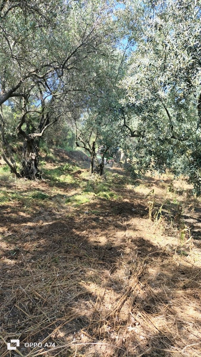 BURSA MUDANYA ÇEPNİ KÖYÜNDE 338 M²  ZEYTİNLİK SATILIKTIR - BURSA MUDANYA fotoğraf 10