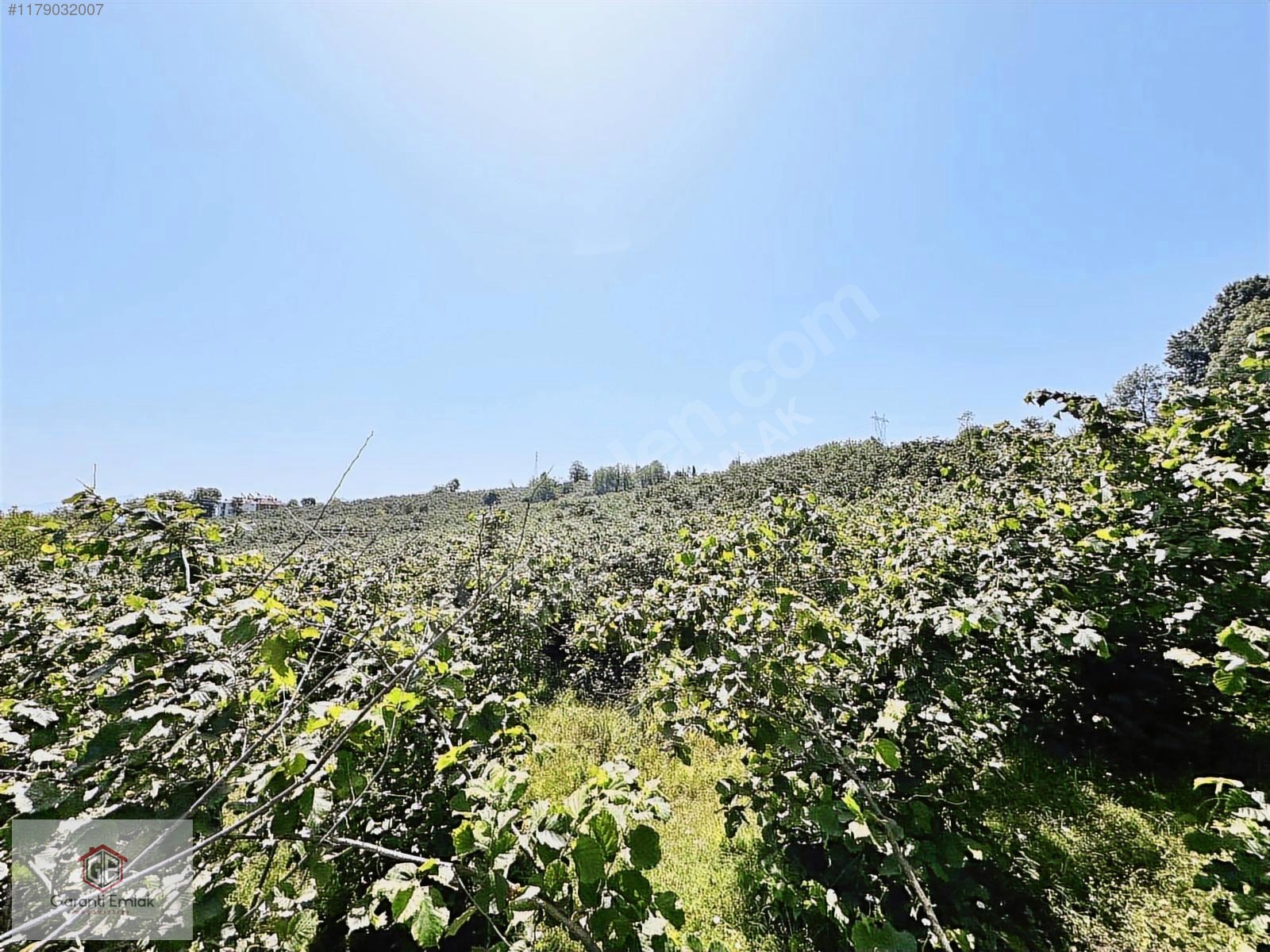 KÖKENLİ KÖYÜNDE 4 DÖNÜM SATILIK FINDIK BAHÇESİ - ORDU ALTINORDU fotoğraf 7