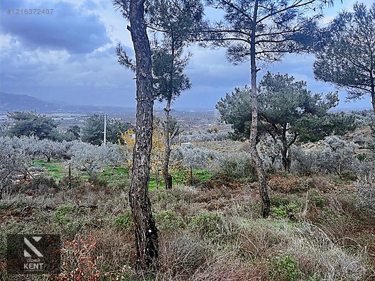 Kemalpaşa Armutlu Hürriyet Mah. Satılık 1.950 m2 Bahçe - İZMİR KEMALPAŞA fotoğraf 27