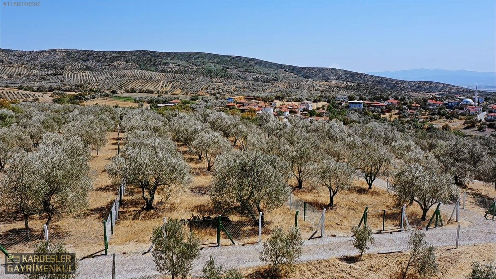 KARDEŞLERDEN KIZLARALANINDA SATILIK ZEYTİNLİK FIRSAT KAÇMAZ! - MANİSA AKHİSAR fotoğraf 15