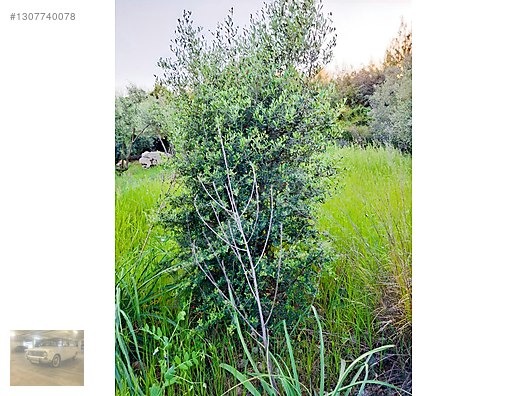 manzaralı 271 m2 tek tapu satılık tarla - ANTALYA AKSU fotoğraf 6