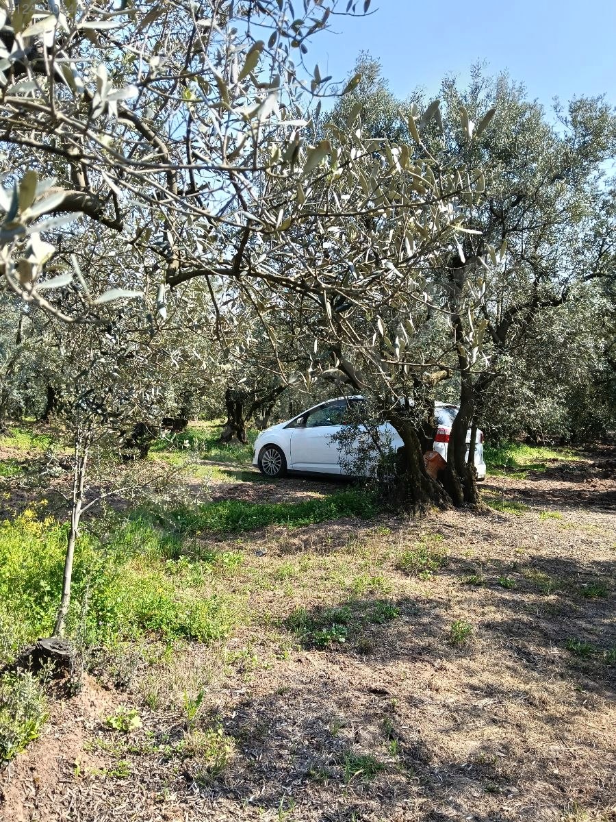 BURSA MUDANYA KAYMAKOBA  KÖYÜNDE 315 M²  ZEYTİNLİK SATILIKTIR - BURSA MUDANYA fotoğraf 13