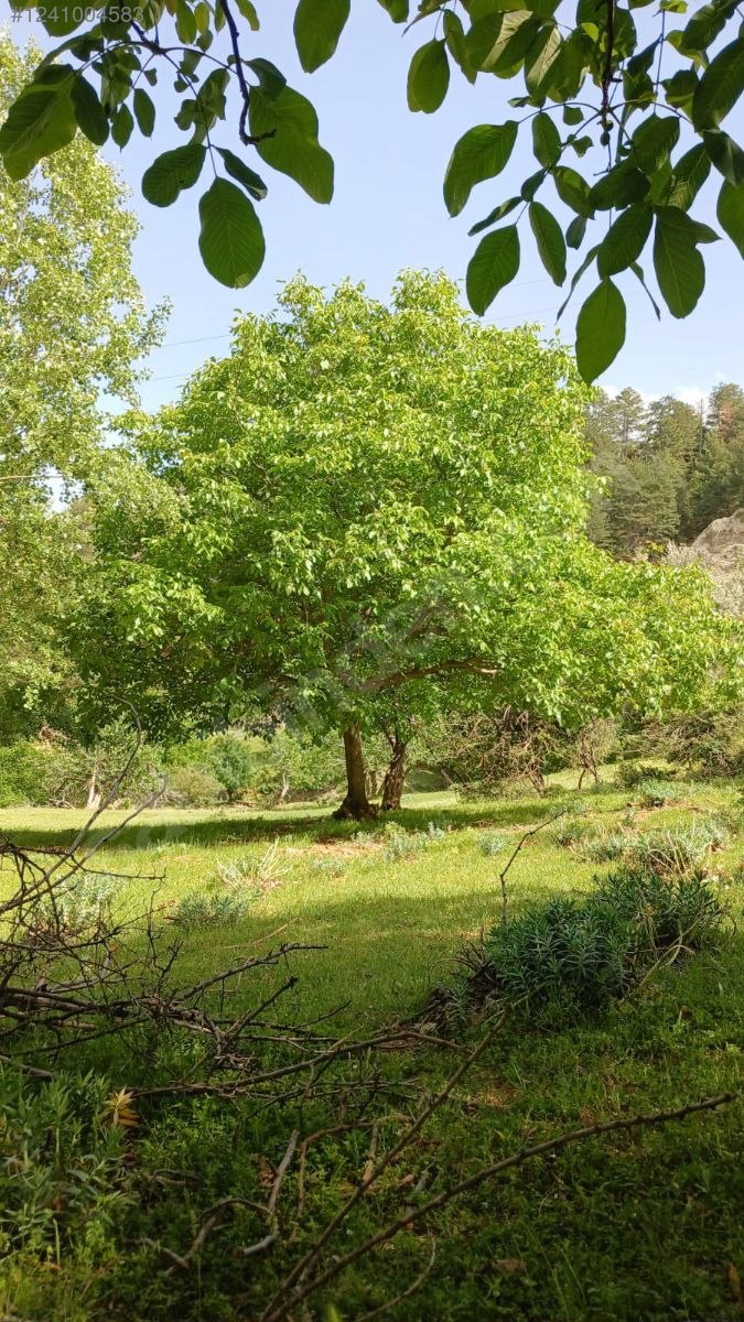 DENİZLİ BABADAĞ KELLECİ KÖYÜNDE  1.586 M²  BAĞ SATILIKTIR - DENİZLİ BABADAĞ fotoğraf 28