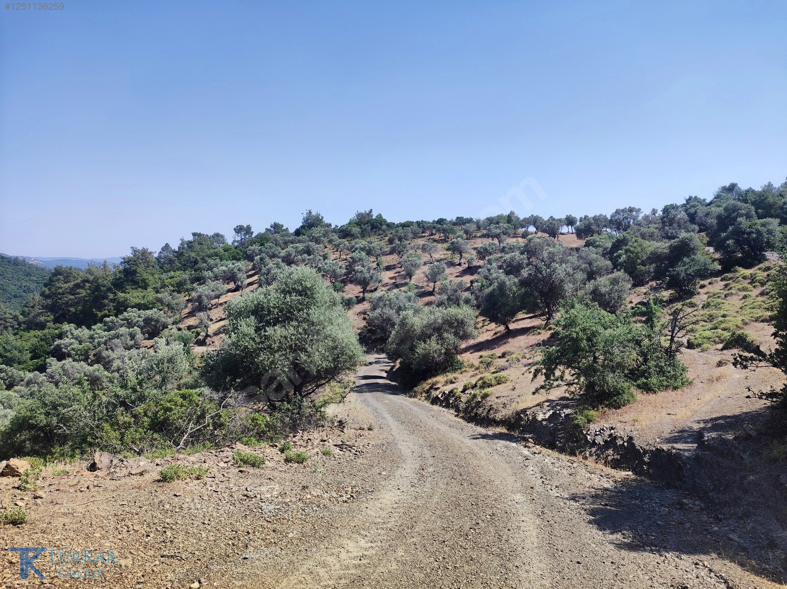 S.HİSAR BEYLER'DE İKİ TARAFTAN KADASTROL YOL CEPHELİ ZEYTİNLİK - İZMİR SEFERİHİSAR fotoğraf 3
