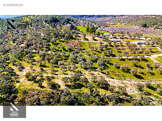 Kemalpaşa Vişneli Satılık 370 m2 Bahçe Elektrik Su Yol - İZMİR KEMALPAŞA fotoğraf 47