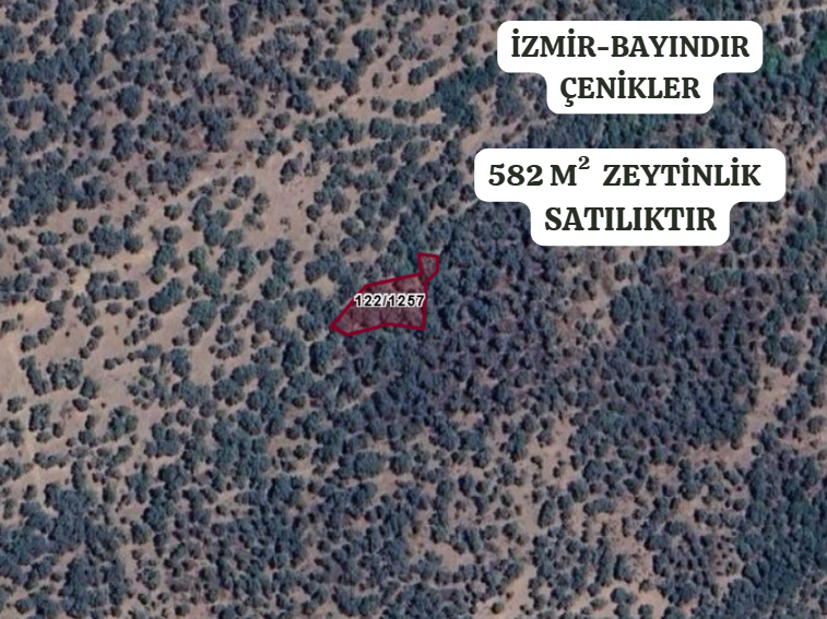 İZMİR BAYINDIR ÇENİKLER  KÖYÜNDE 582  M² ZEYTİNLİK  SATILIKTIR - İZMİR BAYINDIR fotoğraf 2