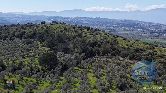 ŞEHIR MERKEZINE YAKIN 4112 M² SATILIK TARLA - AYDIN KUŞADASI fotoğraf 3
