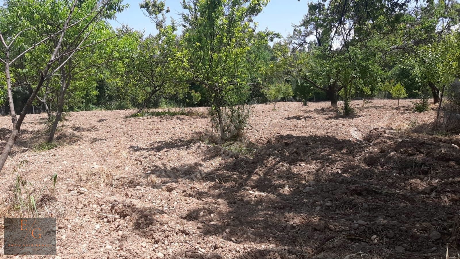 EMTİA'DAN DİLEK MERKEZ'DE SATILIK KAYSI BAHÇESİ - MALATYA YEŞİLYURT fotoğraf 8