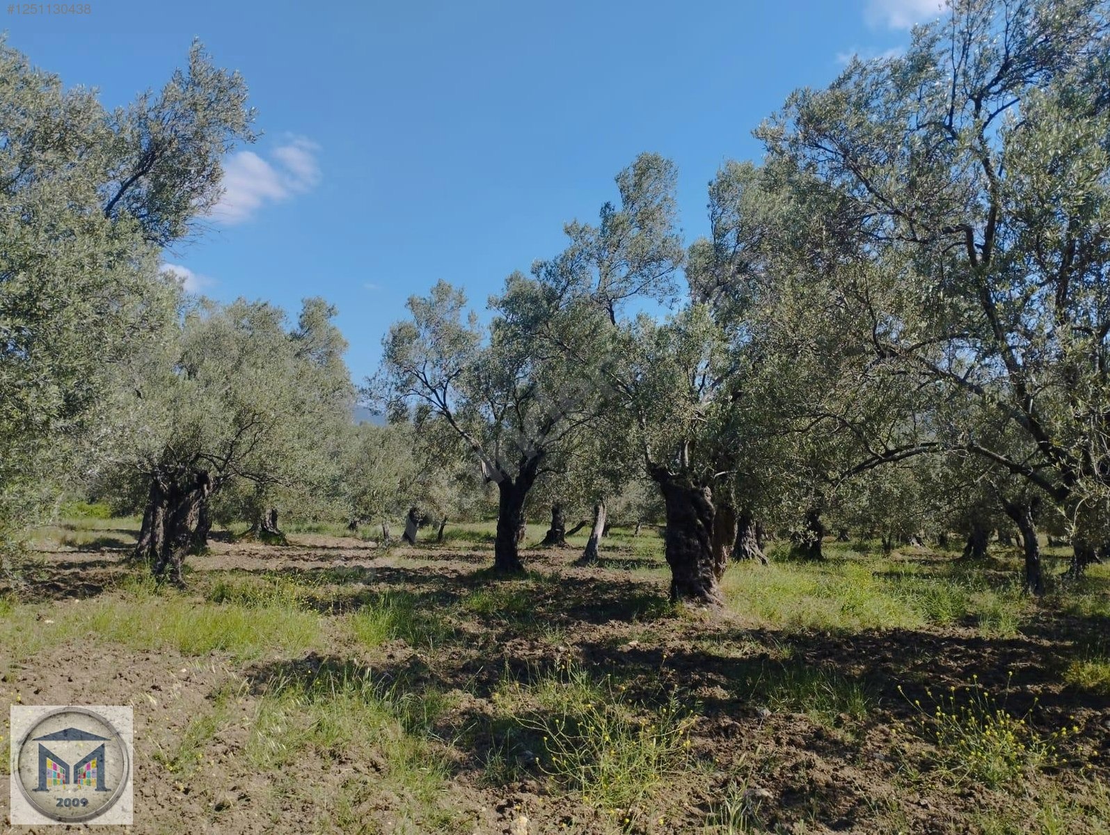 HAVRAN HAMAMBAŞI SATILIK 4.300 M2 ZEYTİNLİK - BALIKESİR HAVRAN fotoğraf 13