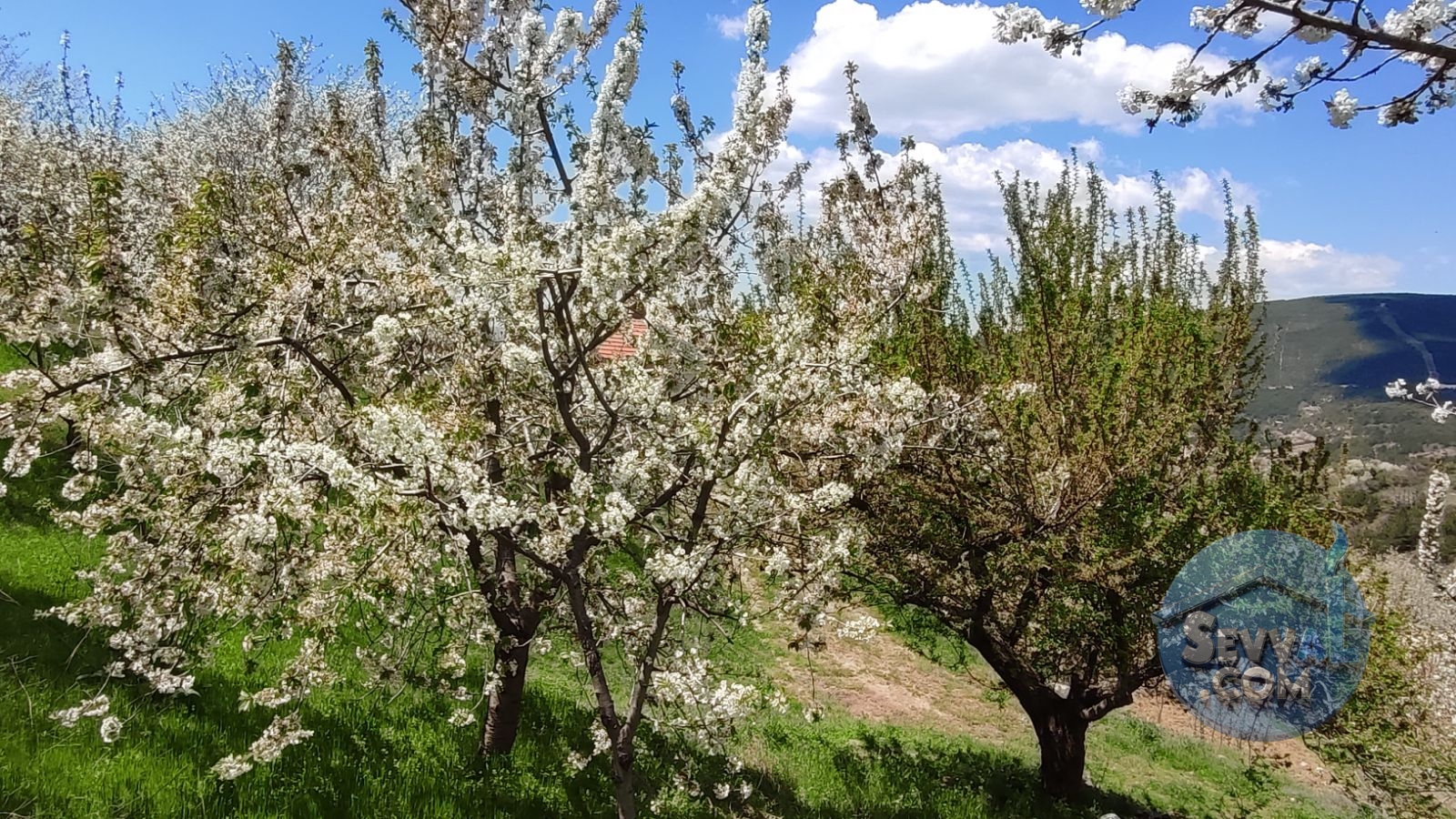 Satılık Meyve Bahçesi Kiraz, Ceviz, Vişne Ağaçlı, Yola Cepheli - Kütahya Şaphane fotoğraf 21