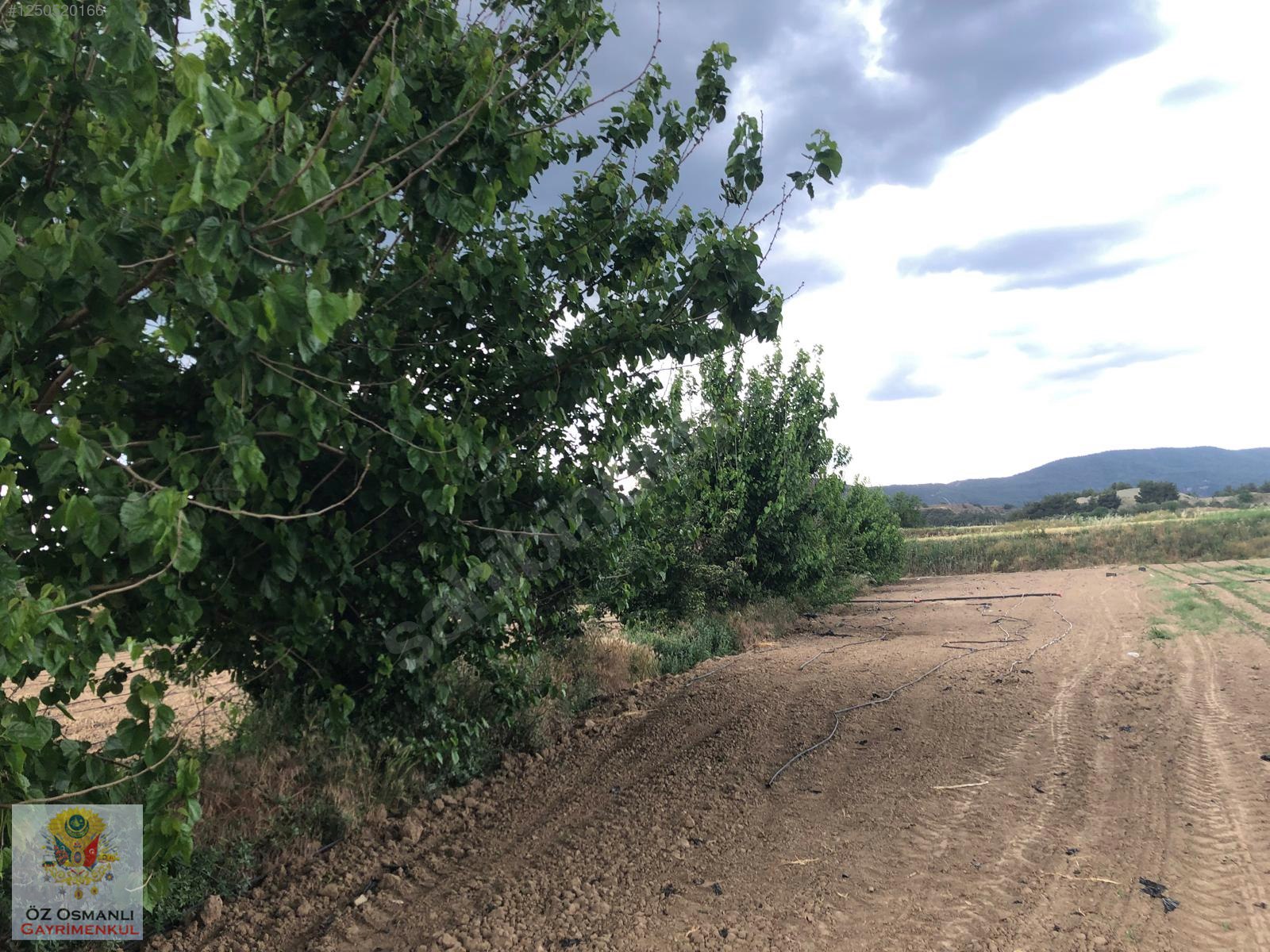 600 M2 NEHİR KENARI RESMİ YOLU OLAN MERKEZE YAKIN TARLA - BİLECİK OSMANELİ fotoğraf 3