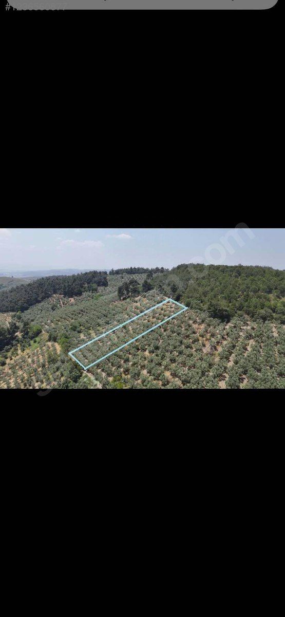 BURSA MUDANYA DEREKÖY KÖYÜNDE 1.834 M² ZEYTİNLİK SATILIKTIR. - BURSA MUDANYA fotoğraf 6