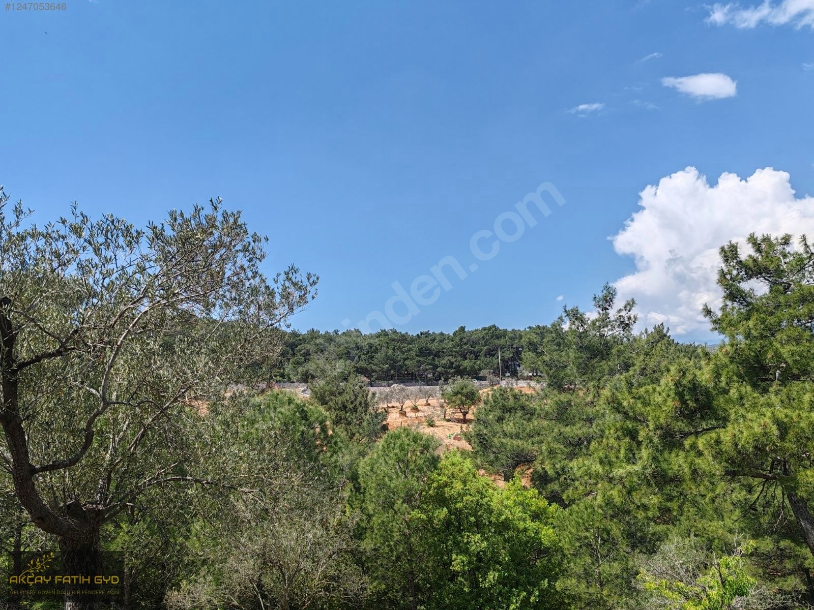 Hacıarslanlar da 3.100m2 SATILIK Kaçmaz Fırsat Zeytinlik - BALIKESİR EDREMİT fotoğraf 4
