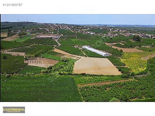 11.752 M² FIRSAT FINDIK BAHÇESİ SAKARYA KAYNARCA ZİAHMET MAH. - SAKARYA KAYNARCA fotoğraf 13